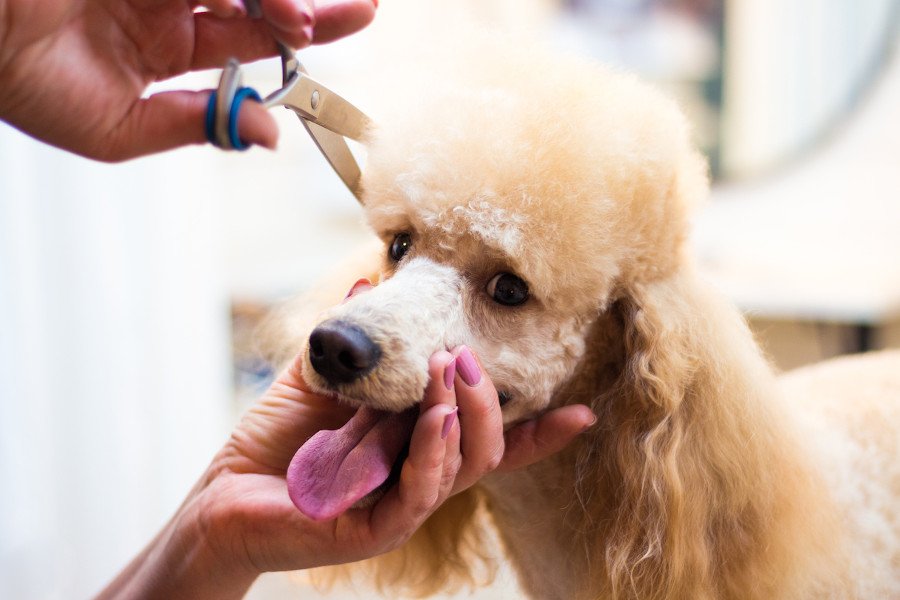 Uncover Current realities to Solid Pet Grooming Services